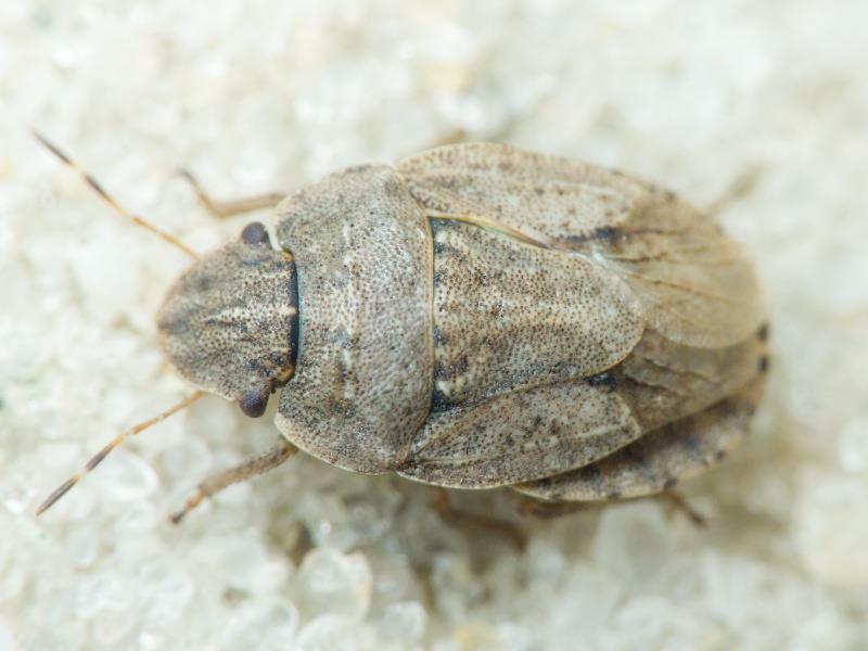 Sciocoris cursitans (Fabricius, 1794)